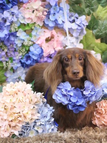 20250613ルナちゃん